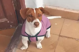 Buscan a Thea, una perrita perdida, y ofrecen recompensa