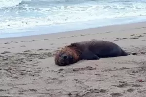 Ms de 15300 lobos marinos y 730 pinginos murieron por gripe aviar en Chile