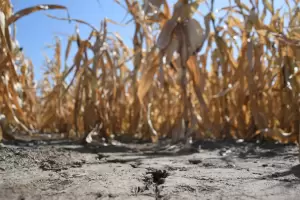 Efecto sequia: Argentina tendr que importar casi 10 millones de toneladas de soja