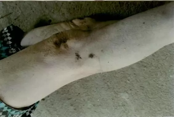 Imgenes sensibles. Caso Juan Carlos Rojas. Fotos. Conferencia de prensa.