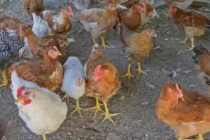 Corrientes: Aislan a una familia y sacrifican animales ante el primer caso de gripe aviar