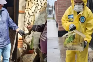 Cay una banda que se dedicaba al trfico de fauna silvestre, en cuatro provincias