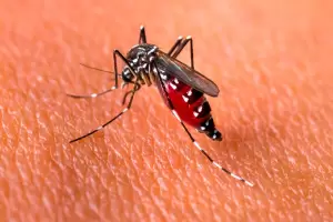 Dramtico: el dengue suma 5 fallecidos en Catamarca y 1.092 casos en la ltima semana