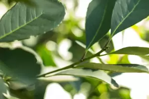 Yerba mate: autorizan aumentos y los exportadores esperan que la incorporen al "dlar agro"