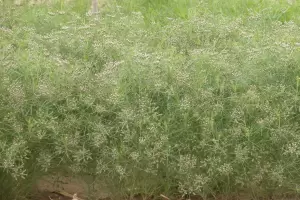 INTA Catamarca inscribi una variedad de comino nica a nivel nacional