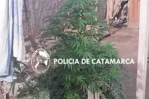 Secuestran plantas de marihuana en el sur capitalino
