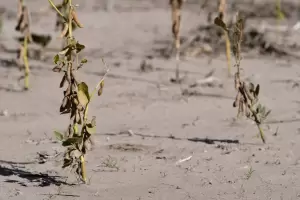 La sequa hizo estragos: faltaron casi US$ 6.000 millones del campo en el primer cuatrimestre