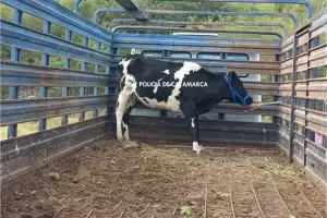 La Polic�a secuestr� dos vacas en Pacl�n