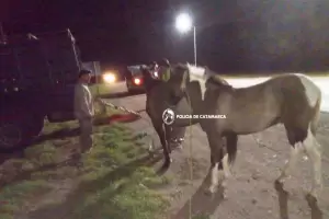 Secuestraron animales sueltos en las rutas de La Paz