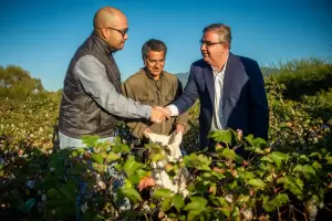 Los primeros ensayos de cultivo de algodn del INTA ya se estn cosechando y hay buenos rendimientos