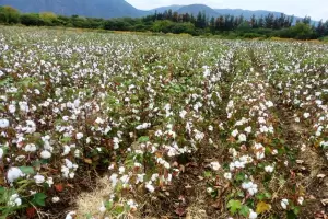 El Algodn, temtica presente en Catamarca Productiva- Expo Tech 2023