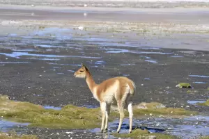 Se realizar un censo comunitario de Vicuas en la reserva de Laguna Blanca