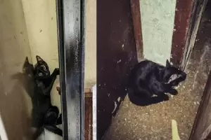 Ins�lito: Denuncian que el Ministerio de Educaci�n mand� un gato a un colegio para combatir ratas