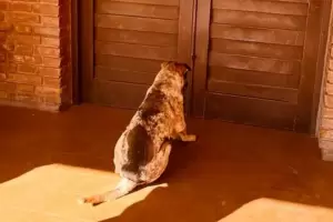 La tierna postal de un perro fiel esperando a su duea durante las elecciones en San Juan