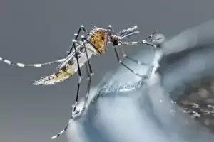 Confirmaron una nueva muerte por dengue en Misiones y ya son seis las personas fallecidas