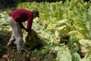 La OMS inst a los pases productores de tabaco a tomar una decisin incmoda
