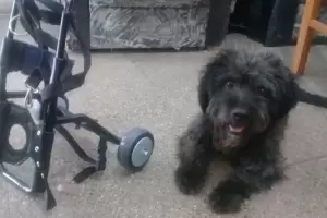 Solicitan colaboracin para poder mantener animalitos invlidos