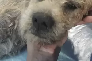 Piden colaboracin para el tratamiento de un callejerito atropellado