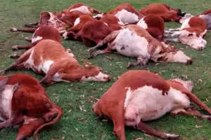 Por la sequa, murieron 200 vacas intoxicadas en Entre Ros