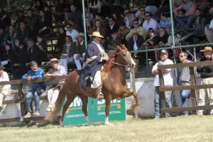 Se viene el Concurso Provincial del Caballo Peruano de Paso: mir el cronograma completo