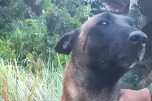 Rescataron a otro perro gu�a del ej�rcito colombiano en la selva del Guaviare