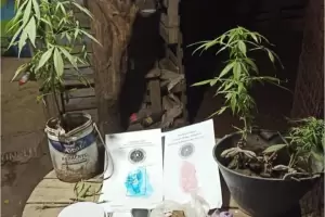 Secuestraron cocana y marihuana tras allanamientos