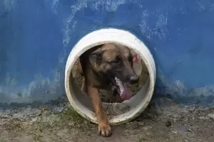 Sigue la b�squeda de Wilson, el perro que ayud� a encontrar a los ni�os en Colombia