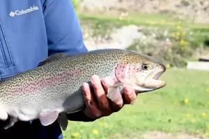 Exportan por primera vez trucha arcoris a Estados Unidos: Proyectan producir 15.000 toneladas en 2030