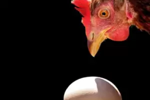 La inteligencia artificial resolvi el mayor dilema: primero el huevo o la gallina?