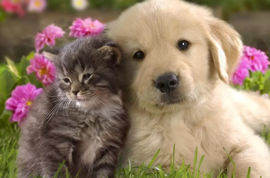 Perrito y gatito
