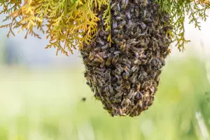 Un hombre fue atacado por un enjambre de abejas, muri horas despus