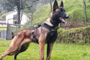 �Fue imposible�: abandonan la b�squeda de Wilson, el perro h�roe de Colombia