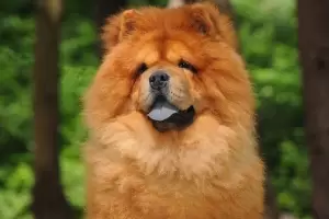 Otro caso: Una mujer sufri 40 puntos de sutura por un perro de raza Chow Chow