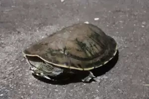 Vecino de F.M.E rescat una tortuga de agua y ya fue entregada a Medio Ambiente