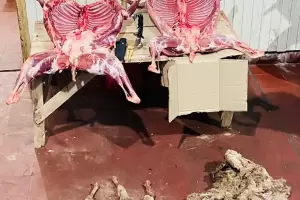 Faena clandestina: Allanan la casa de un empleado municipal y arrestan a dos sujetos