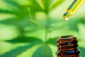 Cannabis medicinal: "Estn dadas las condiciones para la produccin local"