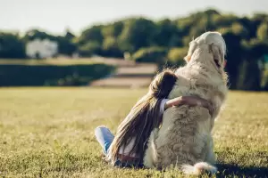 Tiln, el perro vctima zoofilia ahora busca una familia