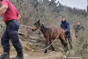Un caballo cay en un barranco del Dique El Jumeal y la polica lo rescat