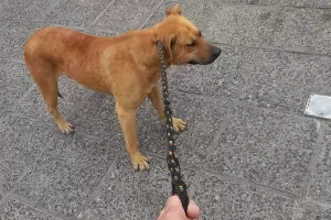 Ordenaron pericias psicolgicas en el sujeto que abus del perrito "Tiln"