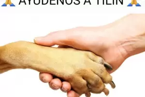 Ayudemos a Tilin: el perrito vctima de zoofilia, sigue buscando una familia