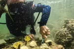 El incremento de la temperatura oce�nica provoca la mortalidad de corales