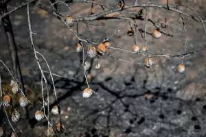 Sigue el intenso combate contra los incendios en Grecia