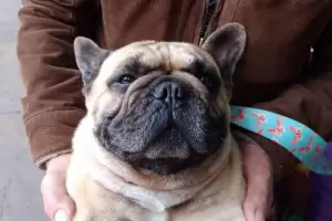 Hallaron al perro del empresario descuartizado y analizan su chip