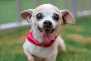 Viral: Joven fue mordido por un chihuahua y fue asistido por un famoso