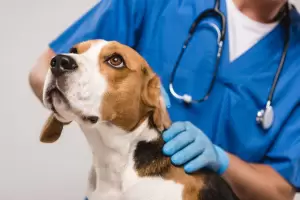 D�a del veterinario: en su d�a, ellos brindan consejos para el cuidado de nuestras mascotas