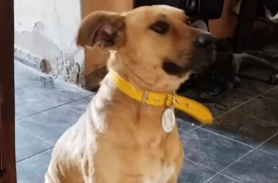 Tiln en su nuevo hogar