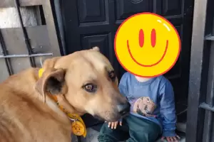 Tiln, tiene nueva familia: el perrito que pas un abuso, ahora tiene otra oportunidad