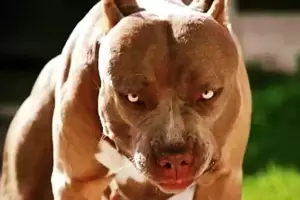 Un hombre muri tras ser atacado por sus perros de raza pitbull