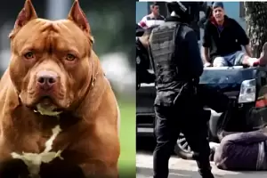 El perro estaba endemoniado: declar un hombre que fue atacado por el pitbull