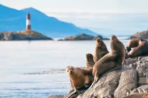 Tierra del Fuego: detectan el primer caso de Gripe Aviar en mamferos